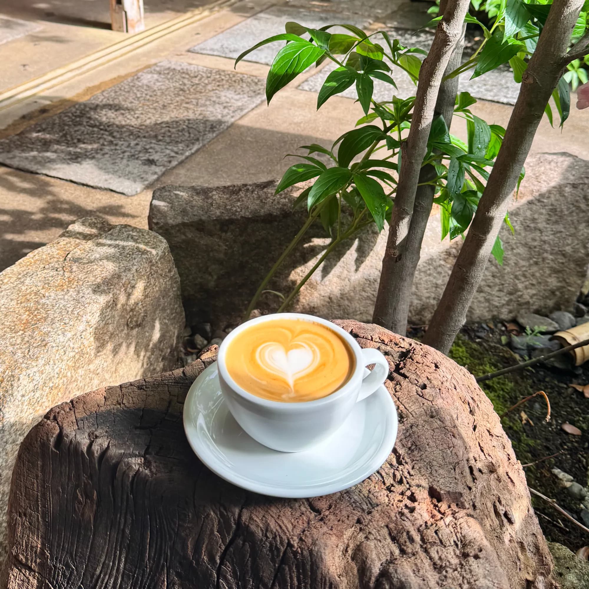 A flat white with heart latte art, on a tree stump in a cafe garden